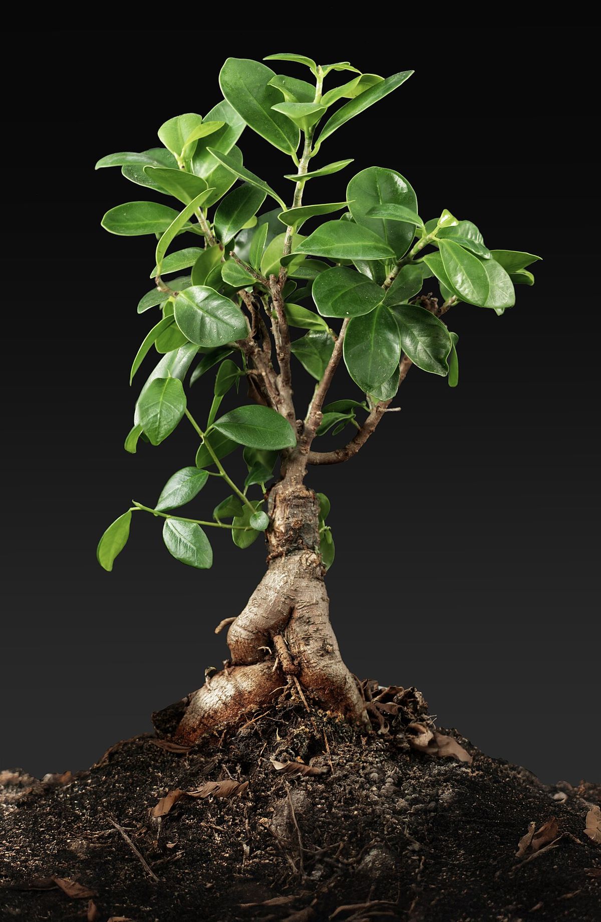 Laurel de la India cultivado como bonsái, fotografiado sobre fondo negro.