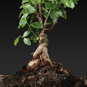 Laurel de la India cultivado como bonsái, fotografiado sobre fondo negro.