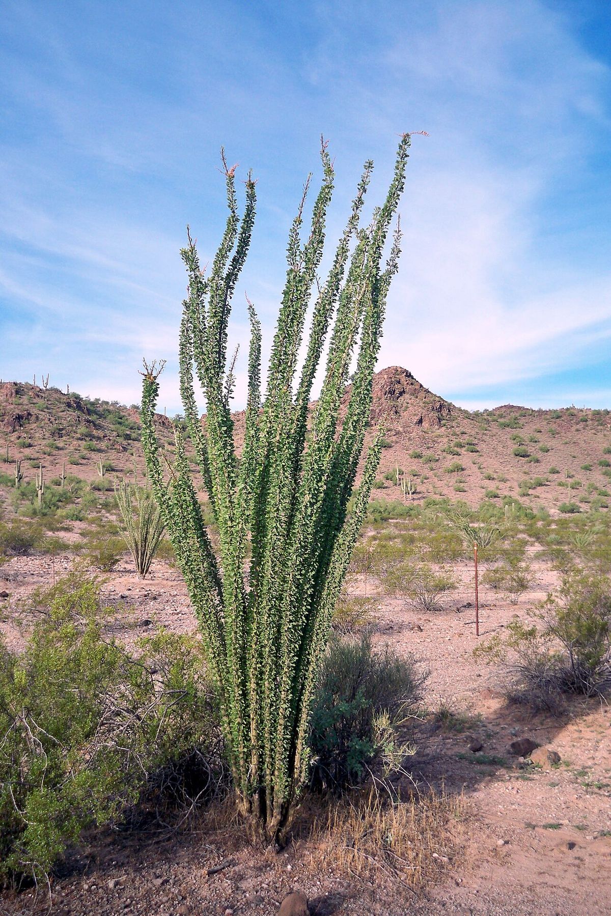 Ocotillo con las varas cubiertas de hoja verde en un llano del desierto.