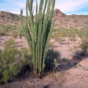 Ocotillo con las varas cubiertas de hoja verde en un llano del desierto.
