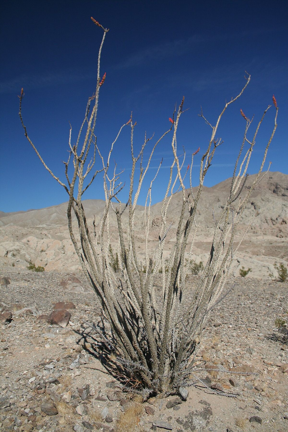 Ocotillo de varas desnudas y grises abiertas en abanico sobre la grava.