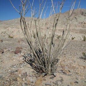 Ocotillo de varas desnudas y grises abiertas en abanico sobre la grava.