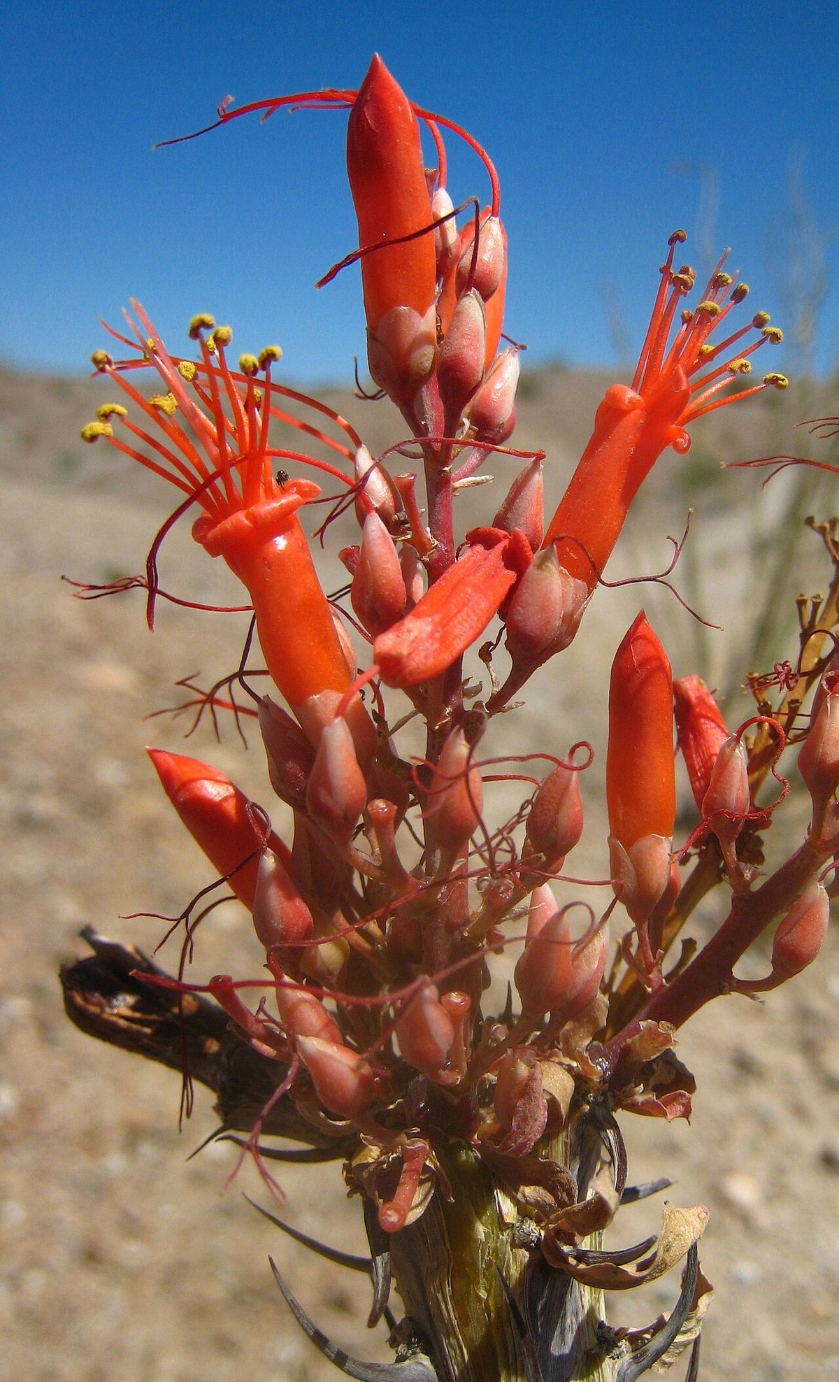 Flores rojas y tubulares de ocotillo agrupadas en la punta de una vara.