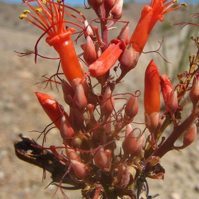 Flores rojas y tubulares de ocotillo agrupadas en la punta de una vara.