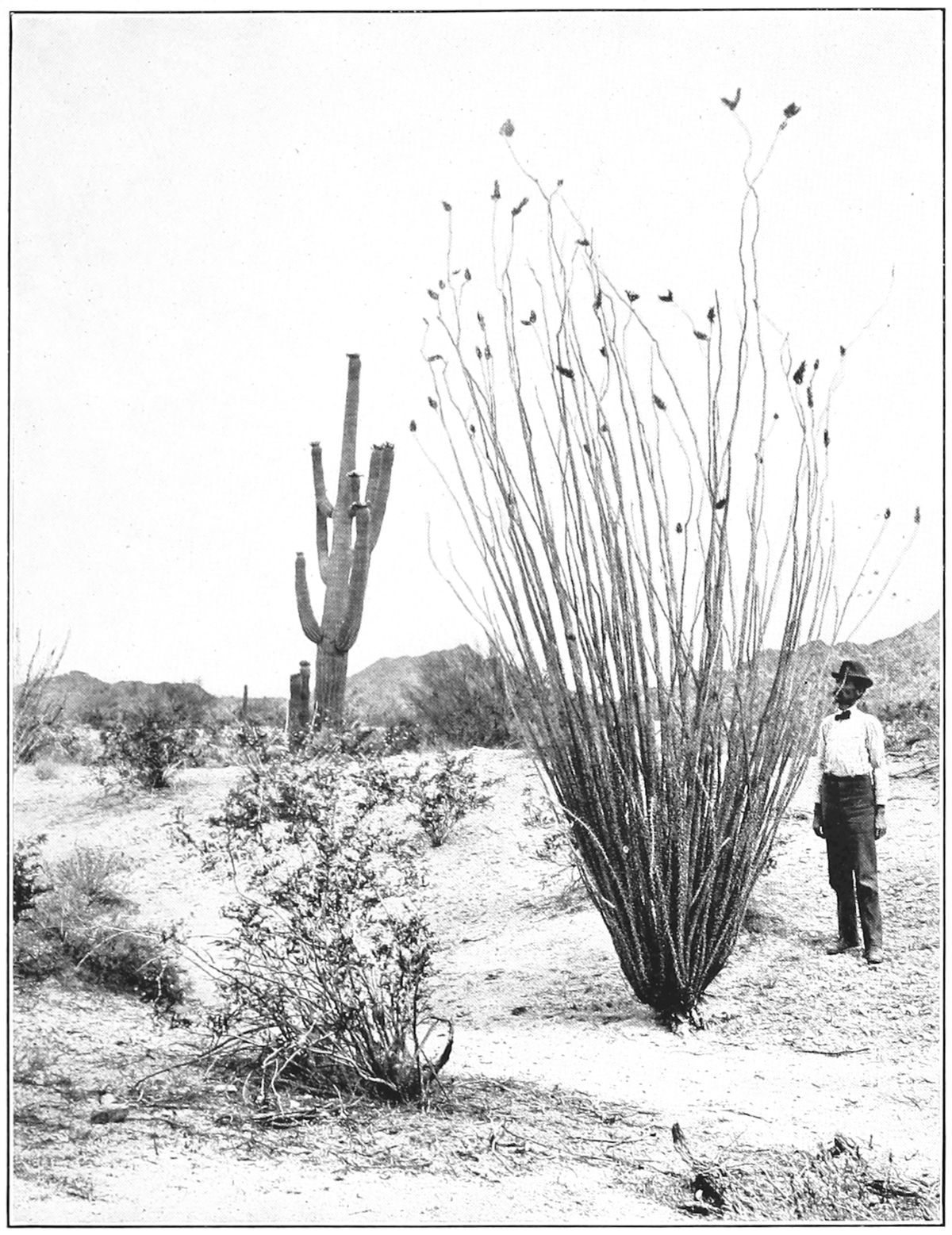 Fotografía antigua de un ocotillo junto a un saguaro, con un hombre al lado.
