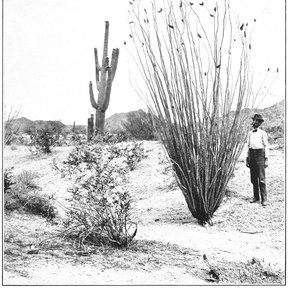 Fotografía antigua de un ocotillo junto a un saguaro, con un hombre al lado.