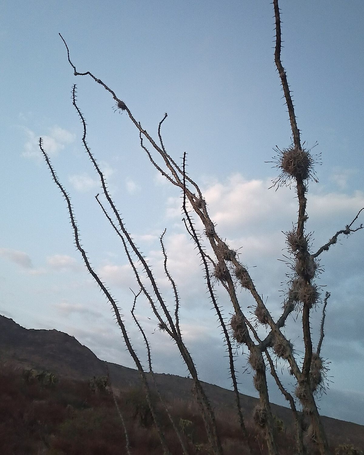 Varas espinosas de ocotillo recortadas contra un cielo con nubes.