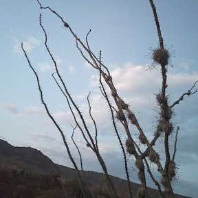 Varas espinosas de ocotillo recortadas contra un cielo con nubes.