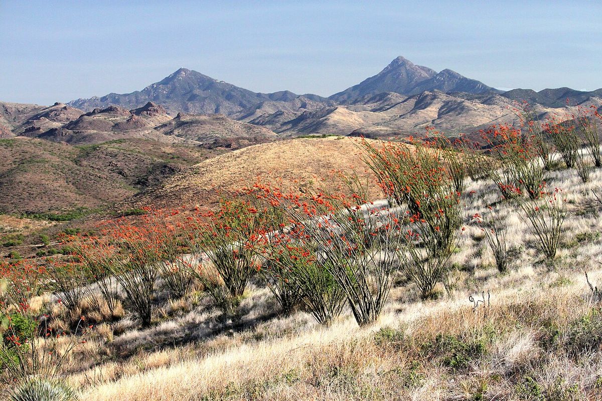 Ladera del desierto cubierta de ocotillos en flor, con la sierra al fondo.