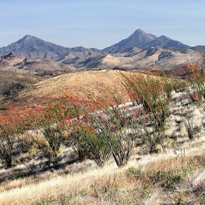 Ladera del desierto cubierta de ocotillos en flor, con la sierra al fondo.