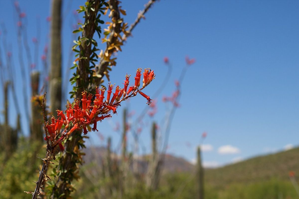 Flores rojas de ocotillo en la punta de las varas, con el desierto detrás.