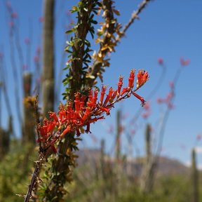 Flores rojas de ocotillo en la punta de las varas, con el desierto detrás.