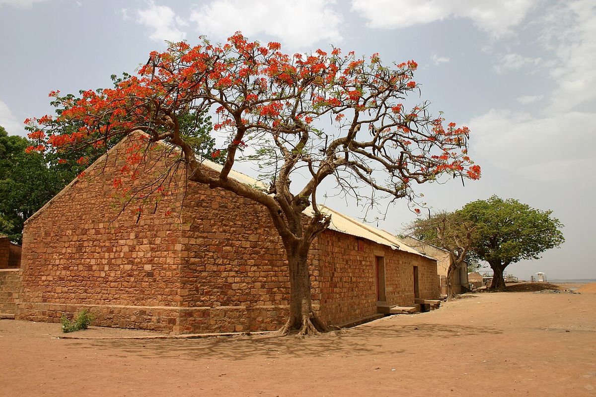 Framboyán en flor junto a una casa de adobe, sobre tierra roja y seca.