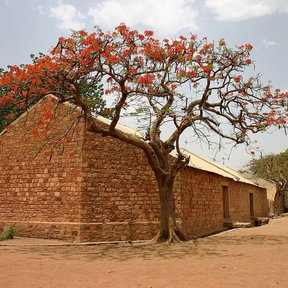Framboyán en flor junto a una casa de adobe, sobre tierra roja y seca.