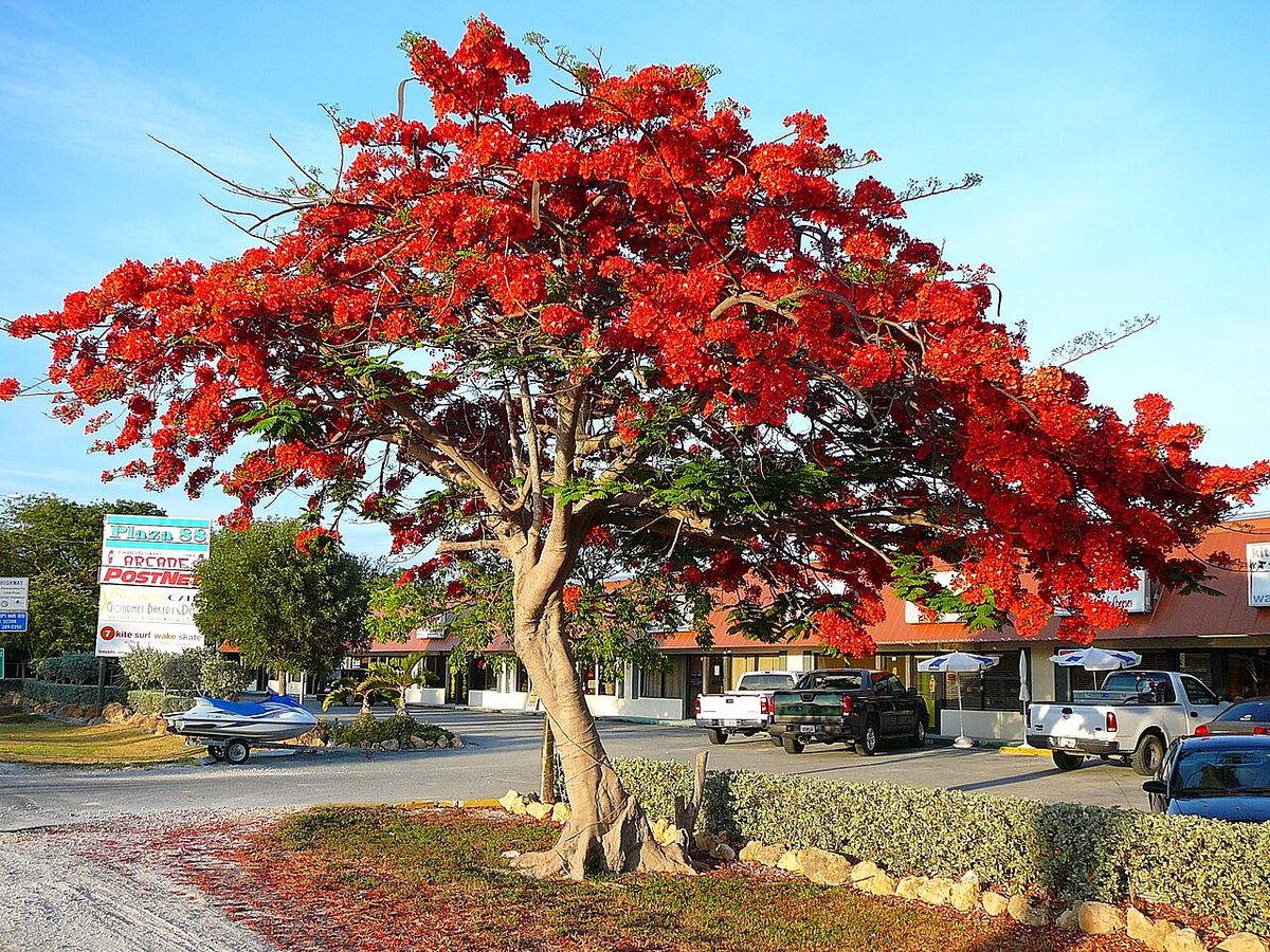 Framboyán entero cubierto de flor roja, con la copa extendida como una sombrilla.