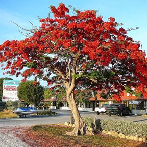 Framboyán entero cubierto de flor roja, con la copa extendida como una sombrilla.