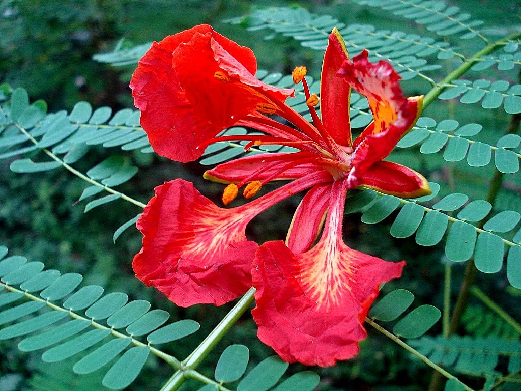 Flor roja de framboyán abierta entre el follaje fino y bipinnado.