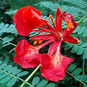 Flor roja de framboyán abierta entre el follaje fino y bipinnado.