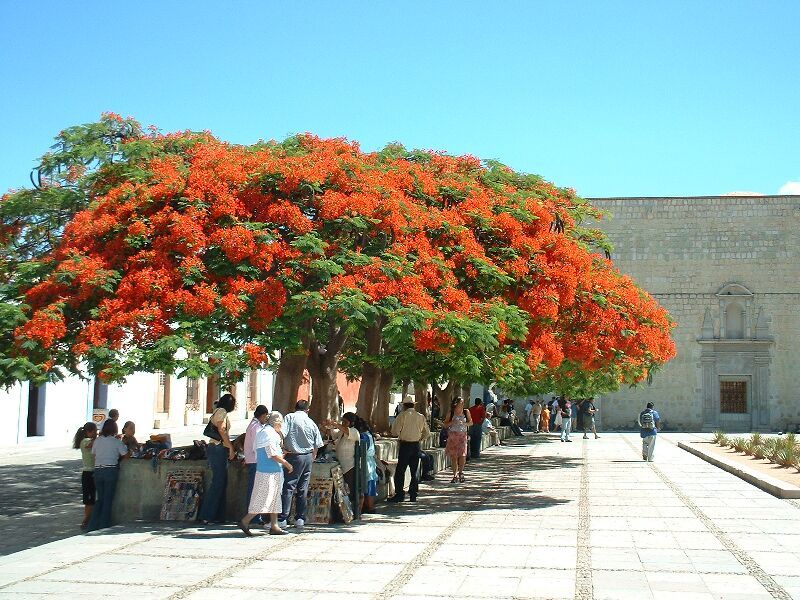 Hilera de framboyanes en flor sombreando una plaza junto a un templo blanco.