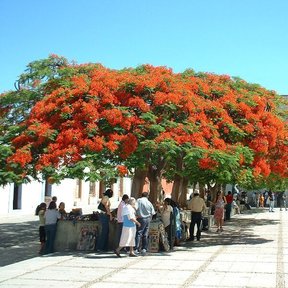 Hilera de framboyanes en flor sombreando una plaza junto a un templo blanco.