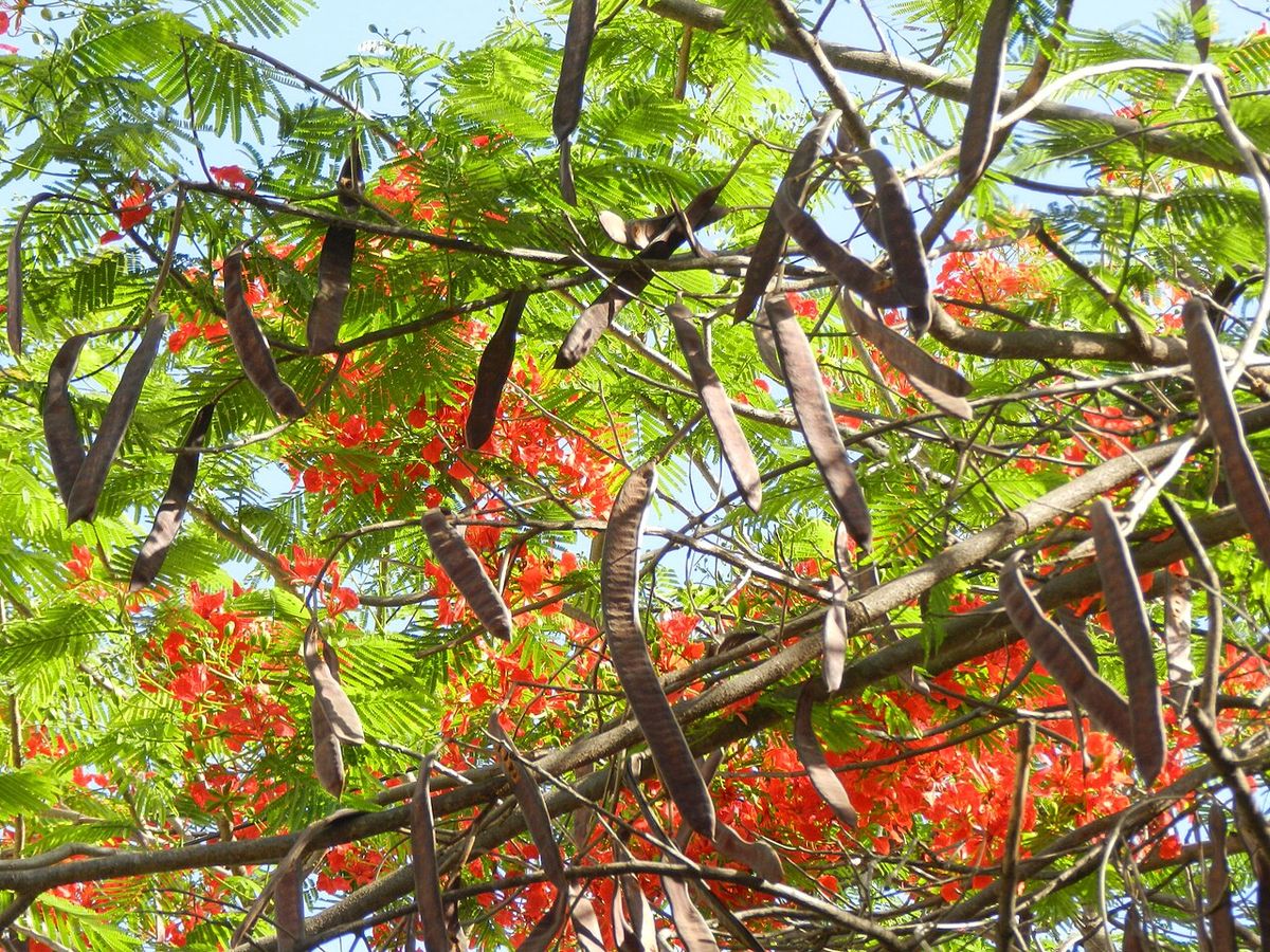 Vainas largas y pardas de framboyán colgando entre las flores rojas.