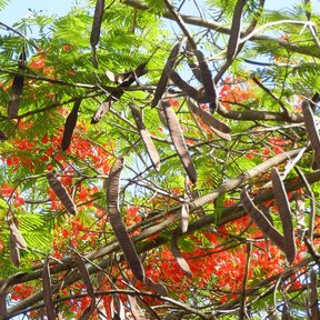 Vainas largas y pardas de framboyán colgando entre las flores rojas.