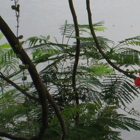 Flores rojas de framboyán entre el follaje fino, con un muro claro al fondo.