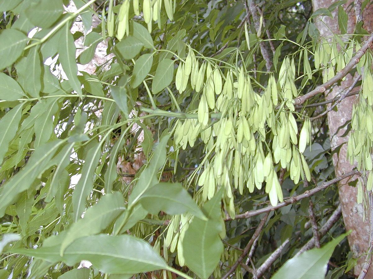 Racimos de sámaras verdes de fresno colgando junto al tronco del árbol.