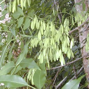 Racimos de sámaras verdes de fresno colgando junto al tronco del árbol.