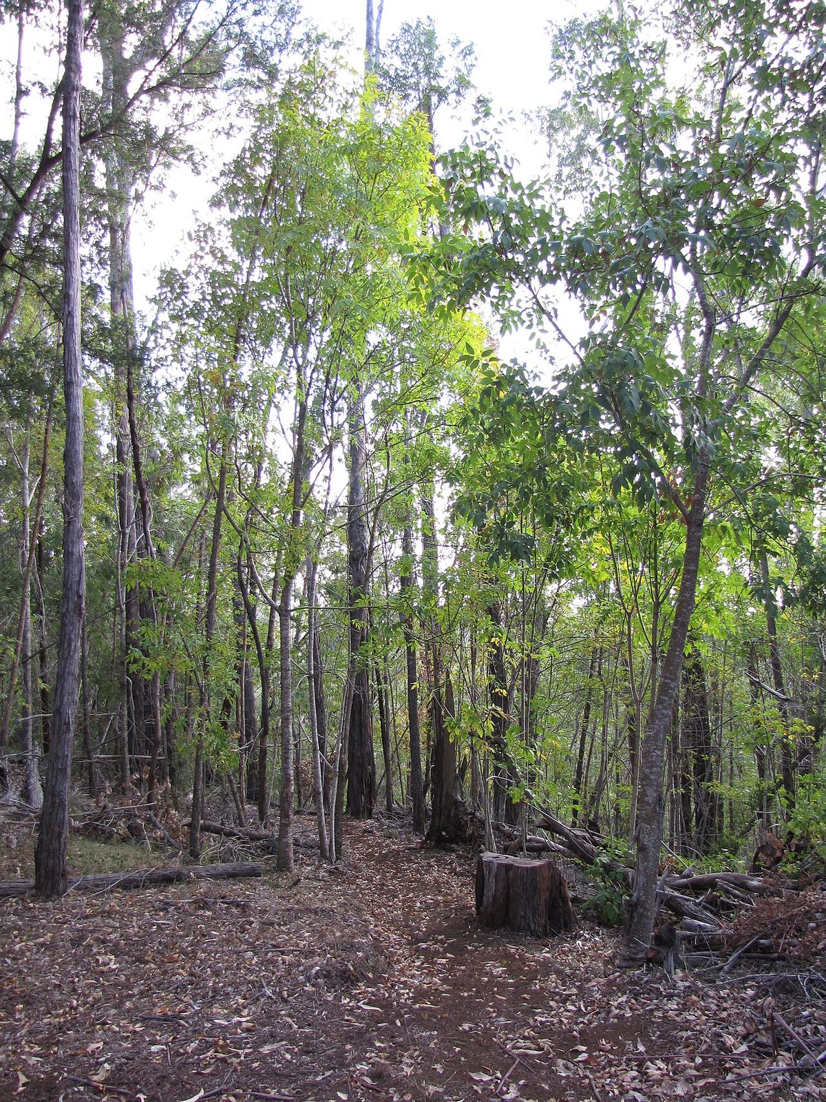 Bosque de fresnos de troncos delgados y derechos sobre un suelo de hojarasca.