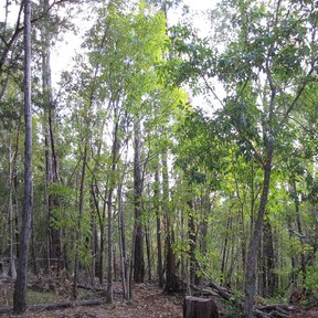 Bosque de fresnos de troncos delgados y derechos sobre un suelo de hojarasca.