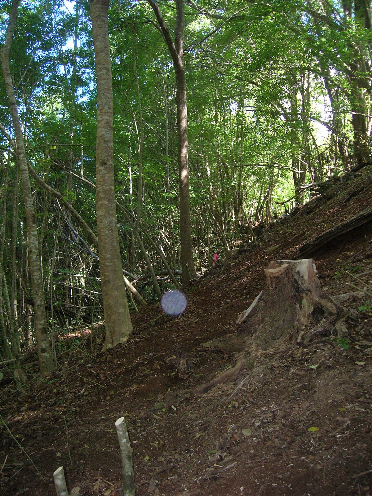Tocón recién cortado de un fresno en una ladera del bosque.