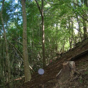 Tocón recién cortado de un fresno en una ladera del bosque.
