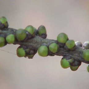 Frutos verdes de palma maya alineados a lo largo de una raquilla delgada.
