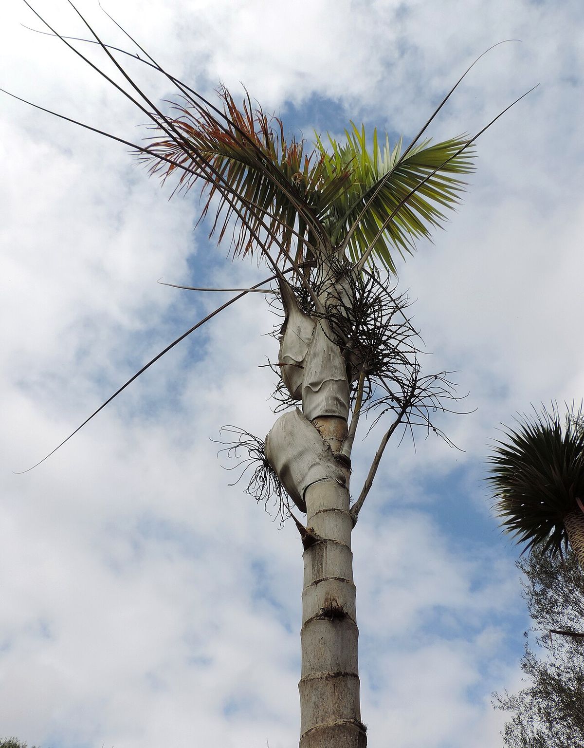 Palma maya de estípite anillado y corona rala recortada contra un cielo nublado.