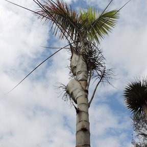 Palma maya de estípite anillado y corona rala recortada contra un cielo nublado.