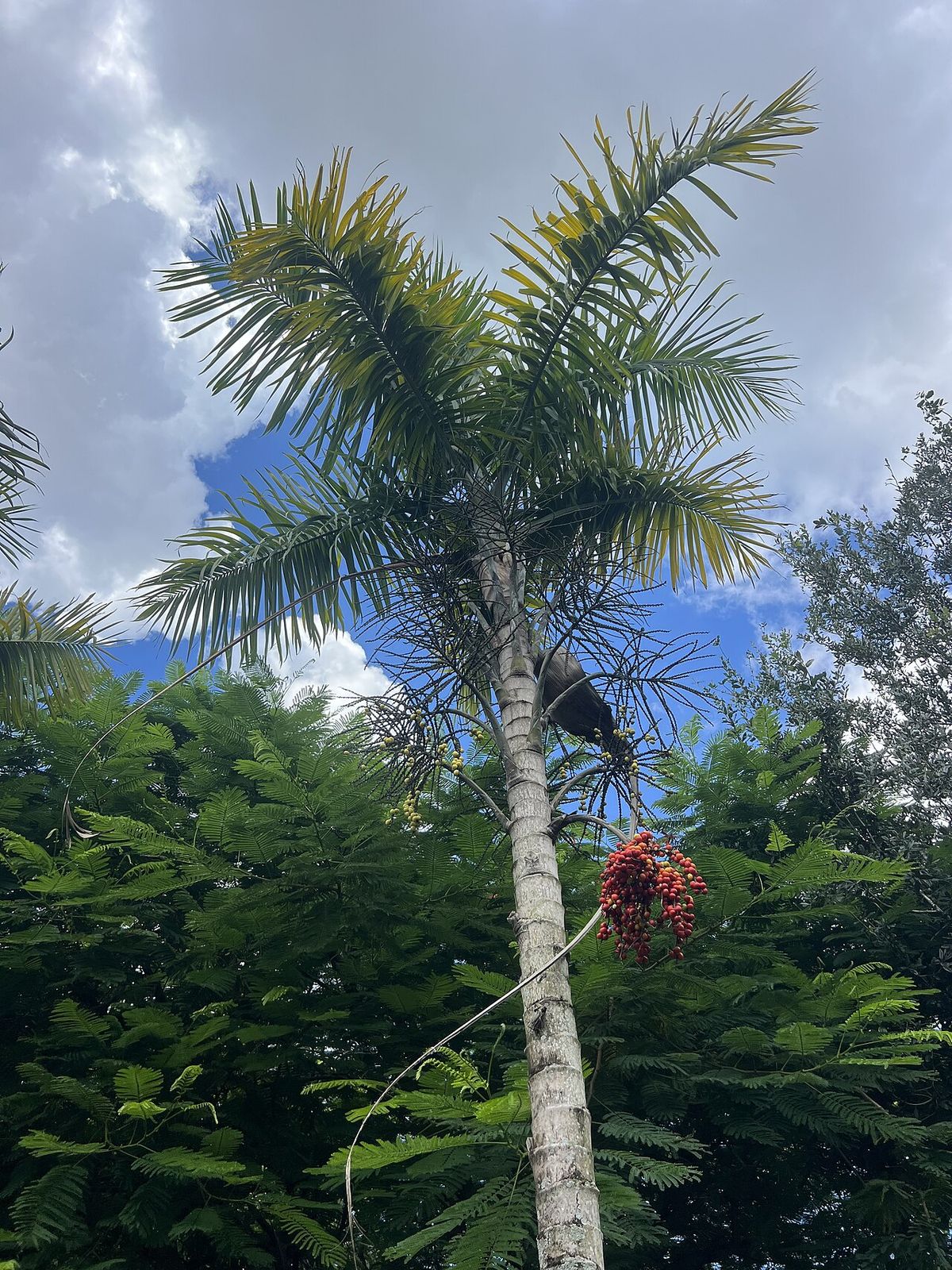 Palma maya con un racimo de frutos rojos colgando bajo la corona, contra el cielo.