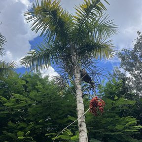 Palma maya con un racimo de frutos rojos colgando bajo la corona, contra el cielo.