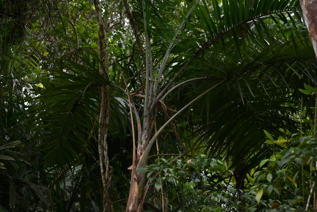 Palmas maya de estípite claro creciendo dentro de la selva sombreada.