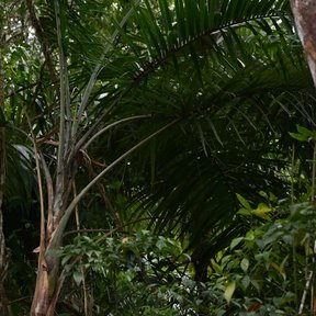 Palmas maya de estípite claro creciendo dentro de la selva sombreada.