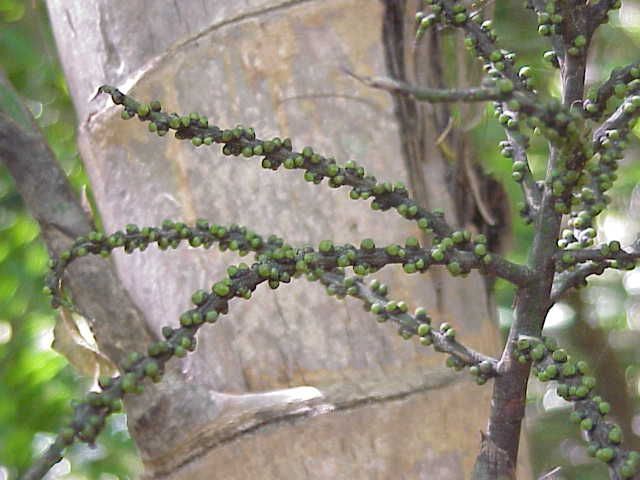 Raquillas cargadas de frutos verdes de palma maya colgando junto al estípite.