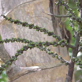 Raquillas cargadas de frutos verdes de palma maya colgando junto al estípite.