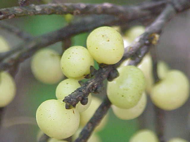 Frutos claros y redondos de palma maya sobre una raquilla, muy de cerca.