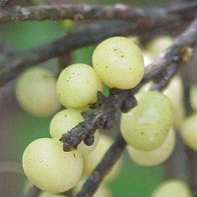 Frutos claros y redondos de palma maya sobre una raquilla, muy de cerca.