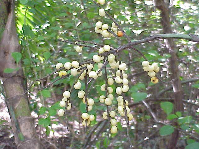 Racimo de frutos amarillentos de palma maya colgando en el sotobosque.