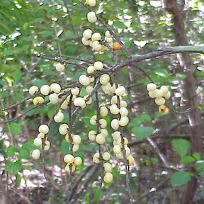 Racimo de frutos amarillentos de palma maya colgando en el sotobosque.
