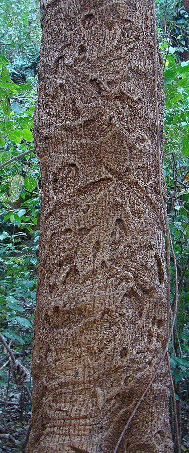 Corteza de gloria cubierta de tallas y marcas hechas a cuchillo.