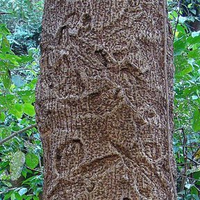 Corteza de gloria cubierta de tallas y marcas hechas a cuchillo.
