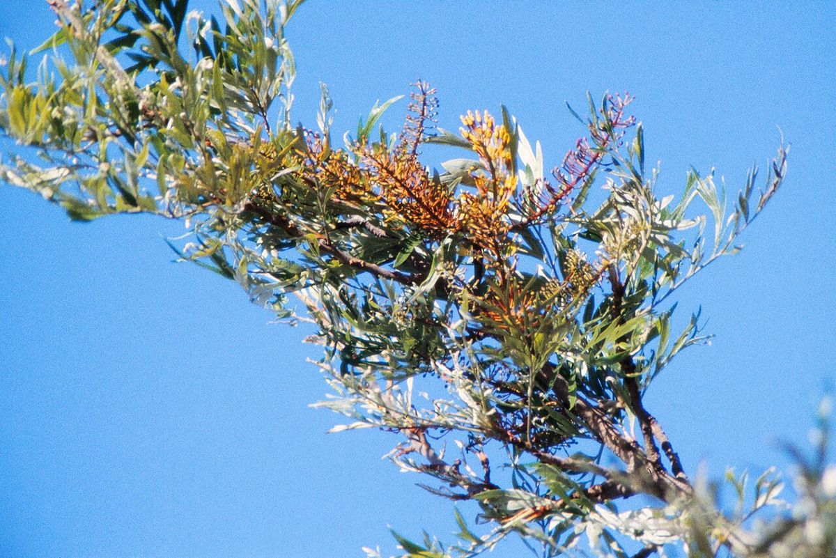Inflorescencia filamentosa de grevilea recortada contra un cielo azul intenso.