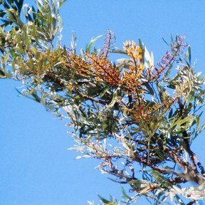 Inflorescencia filamentosa de grevilea recortada contra un cielo azul intenso.